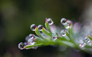 绿叶上的透亮的小水珠