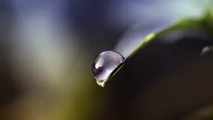 绿叶上的透亮的小水珠_2