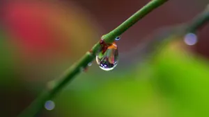 绿叶上的透亮的小水珠_5