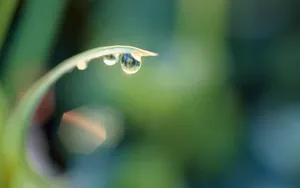 绿叶上的透亮的小水珠_7