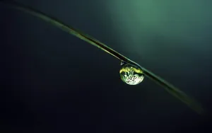 绿叶上的透亮的小水珠_8