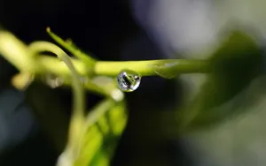绿叶上的透亮的小水珠_11