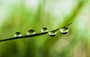 绿叶上的透亮的小水珠_12