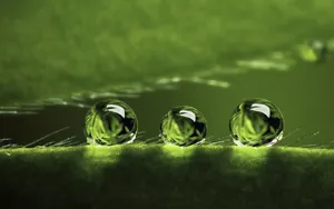 绿叶上的透亮的小水珠_13