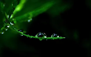 绿叶上的透亮的小水珠_14