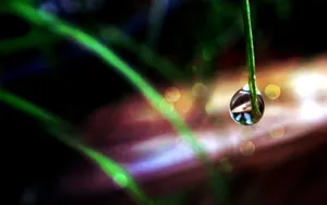 绿叶上的透亮的小水珠_17