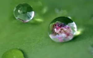 绿叶上的透亮的小水珠_20