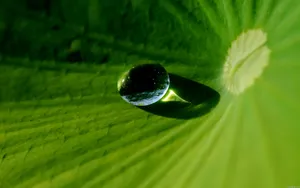 绿叶上的透亮的小水珠_21