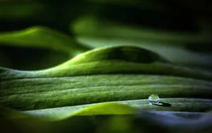 绿叶上的透亮的小水珠_22