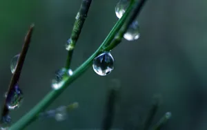 绿叶上的透亮的小水珠_23