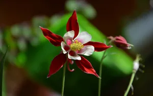 猫爪花壁纸_3