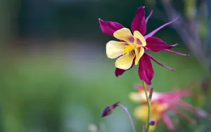 猫爪花壁纸_4