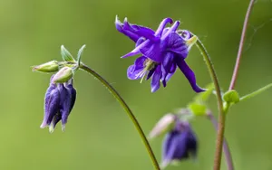 猫爪花壁纸_5