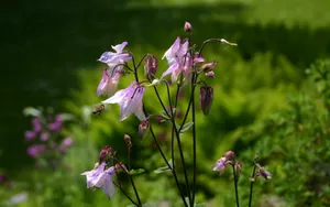 猫爪花壁纸_6