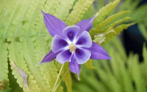猫爪花壁纸_13