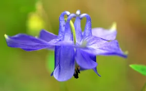 猫爪花壁纸_14