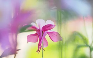 猫爪花壁纸_15