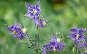猫爪花壁纸_17