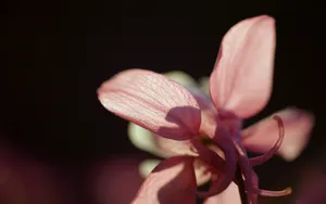 猫爪花壁纸_18