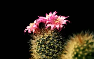 仙人掌花图片_2