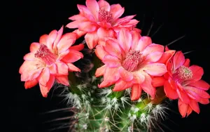 仙人掌花图片_3