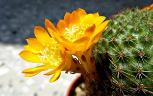 仙人掌花图片_4