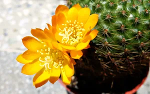 仙人掌花图片_5