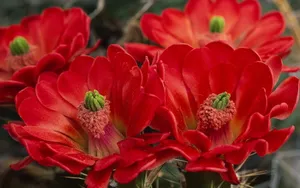 仙人掌花图片_6