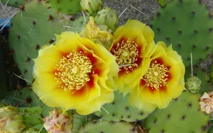 仙人掌花图片_8