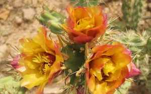 仙人掌花图片_9