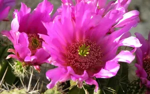 仙人掌花图片_13