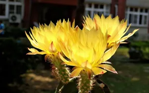仙人掌花图片_14