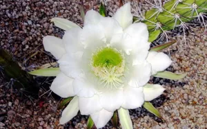仙人掌花图片_15