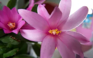 仙人掌花图片_16