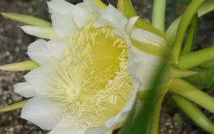 仙人掌花图片_18