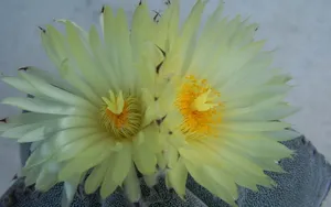 仙人掌花图片_19
