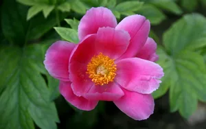 芍药花图片壁纸_3