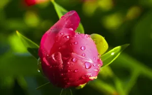 芍药花图片壁纸_4