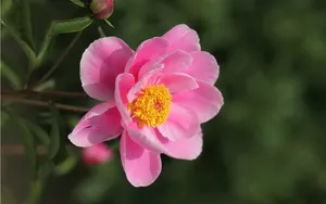 芍药花图片壁纸_6
