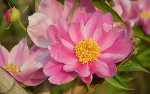 芍药花图片壁纸_7