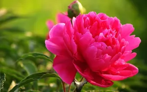 芍药花图片壁纸_8