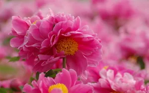 芍药花图片壁纸_9