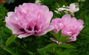 芍药花图片壁纸_10