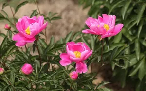 芍药花图片壁纸_11
