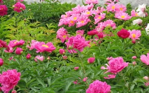 芍药花图片壁纸_13
