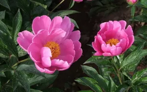 芍药花图片壁纸_14