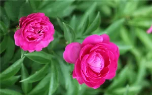 芍药花图片壁纸_16