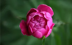 芍药花图片壁纸_17