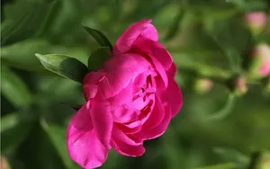 芍药花图片壁纸_18