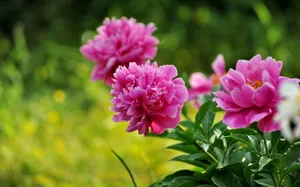 芍药花图片壁纸_19